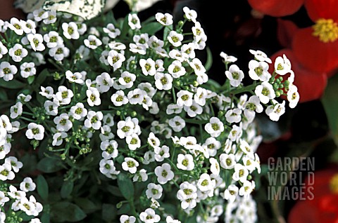 LOBULARIA_MARITIMA