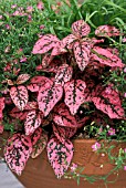 HYPOESTES CONFETTI CARMINE ROSE