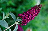 BUDDLEJA DAVIDII ATTRACTION