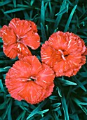 DIANTHUS FROST FIRE