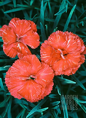 DIANTHUS_FROST_FIRE