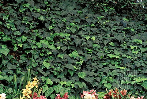 _HEDERA_HELIXENGLISH_IVY_GROUND_COVER