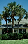 SABAL PALMETTO,  WHOLE, TREE