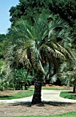 BUTIA CAPITATA,  WHOLE, TREE