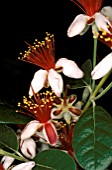 ACCA SELLOWIANA,  RED, WHITE, FLOWER, CLOSE UP