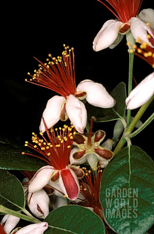 ACCA_SELLOWIANA__RED_WHITE_FLOWER_CLOSE_UP