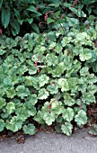 HEUCHERA SANGUINEUM FROSTY,  CORAL BELLS