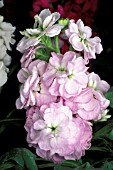 MATTHIOLA CHEERFUL PINK STOCK