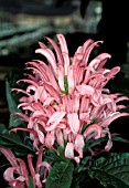 JUSTICIA CARNEA,  PLUME FLOWER,  FLAMINGO PLANT