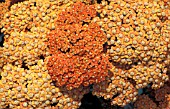 ACHILLEA TERRACOTTA,  ORANGE, FLOWER, CLOSE UP