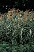 MISCANTHUS SINENSIS COSMOPOLITAN,  GRASS,  POACEAE