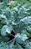 KALE RED RUSSIAN, (BRASSICA NAPUS PABULARIA)