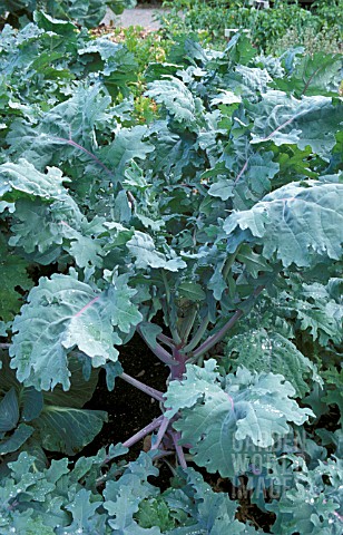 KALE_RED_RUSSIAN_BRASSICA_NAPUS_PABULARIA