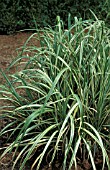 PHALARIS ARUNDINACEA TRICOLOR,  RIBBON GRASS,  POACEAE