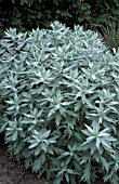 ARTEMISIA LUDOVICIANA VALERIE FINNIS,  SILVER, FOLIAGE, WHOLE, PLANT