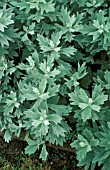 ARTEMISIA LUDOVICIANA ,  SILVER, FOLIAGE, CLOSE UP