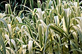 ARUNDO DONAX VERSICOLOR