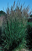 CALAMAGROSTIS BRACHYTRICA,  REED GRASS,  POACEAE