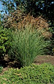MISCANTHUS SINENSIS GRACILLIMUS,  MAIDEN GRASS,  POACEAE