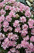 ARMERIA JUNIPERIFOLIA BEVANS VARIETY