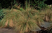 ERAGROSTIS CURVULA