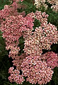 ACHILLEA MILLEFOLIUM FIREKING,  PINK, FLOWER, CLOSE UP