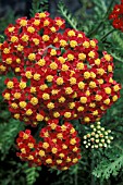 ACHILLEA MILLEFOLIUM PAPRIKA,  RED, FLOWER, SUMMER