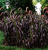 PENNISETUM SETACEUM BURGUNDY GIANT