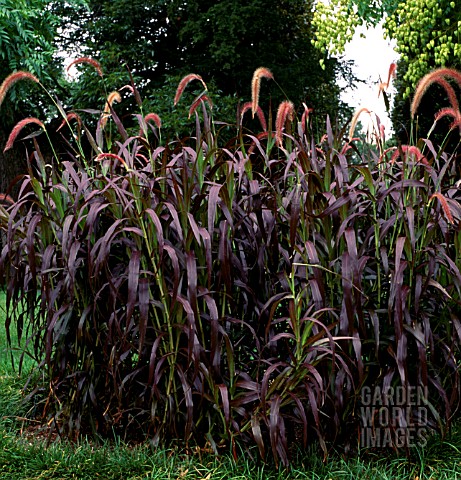 BEN1349- PENNISETUM SETACEUM 'BURGUNDY GIANT' : Asset Details -Garden ...