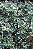 HEDERA HELIX VARIEGATA,  VARIEGATED ENGLISH IVY