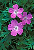 GERANIUM SANGUINEUM,  BLOODY CRANESBILL,  OPEN FLOWERS AND LEAVES