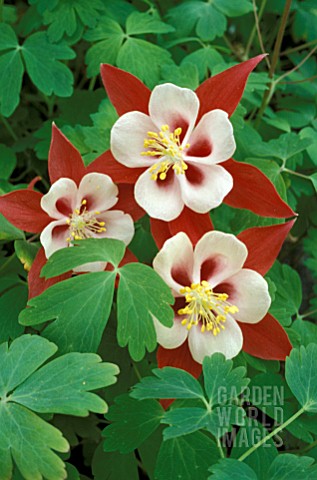 AQUILEGIA_CRIMSON_STAR__PERENNIAL_RED_WHITE_FLOWER_CLOSE_UP__LATE_SPRING_EARLY_SUMMER
