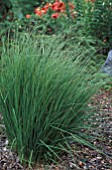 MOLINIA CAERULEA HEATHER BRIDE,  MOOR GRASS,  POACEAE