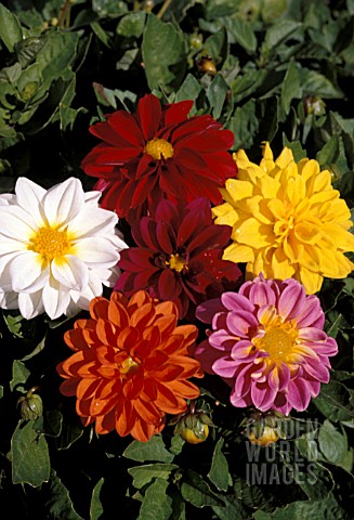 DAHLIA_FIGARO_MIX