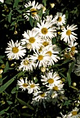 BOLTONIA ASTEROIDES,  SNOWBANK, FALSE CAMOMILE