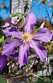 CLEMATIS ASCOTIENSIS