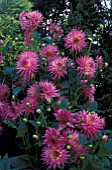 DAHLIA PINK JUPITER