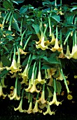 BRUGMANSIA CANDIDA WHITE ANGELS TRUMPET