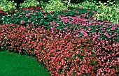 ANNUAL SUMMER BORDER WITH BEGONIA IMPATIENS ABUTILON