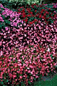 BEGONIA SEMPERFLORENS AND IMPATIENS WALLERENA