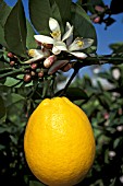 MEYER LEMON FRUIT AND FLOWER ON TREE