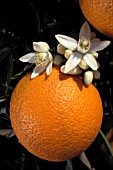 CITRUS SINENSIS VALENCIA, (SWEET ORANGE VALENCIA)