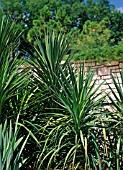 YUCCA GLORIOSA