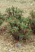 EUPHORBIA MILII CROWN OF THORNS