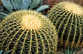 CACTUS,  ECHINOCACTUS GRUSONII,  BARREL CACTUS