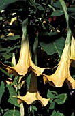 BRUGMANSIA CANDIDA,  TRUMPET FLOWER