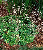 SAXIFRAGA UMBROSA VARIEGATA