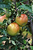 MALUS DOMESTICA,  APPLE COXS ORANGE ON TREE