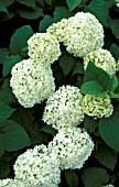 HYDRANGEA ARBORESCENS ANNABELLE