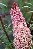 BUDDLEIA DAVIDII,  PINK DELIGHT,  BUTTERFLY BUSH